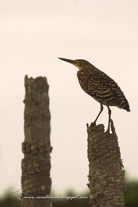 Hocó colorado (Rufescent tiger-Heron) Tigrisoma lineatum