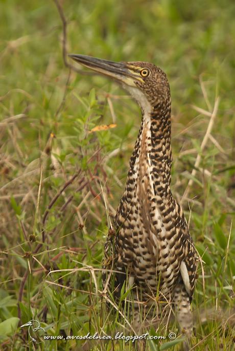 Hocó colorado (Rufescent tiger-Heron) Tigrisoma lineatum
