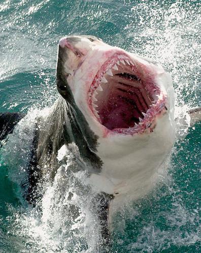 Los tiburones blancos aman el Death Metal