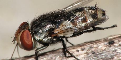 CAPÍTULO XXIV - UN VIAJE INESPERADO