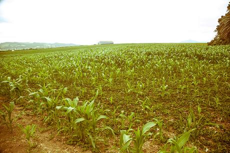 Playa de Langre, costa de Trasmiera