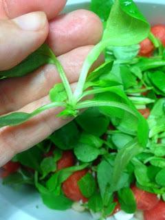 ENSALADA DE JUDIAS BLANCAS, SANDIA, TOMATITOS Y FRAMBUESAS