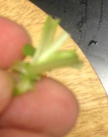 ENSALADA DE JUDIAS BLANCAS, SANDIA, TOMATITOS Y FRAMBUESAS