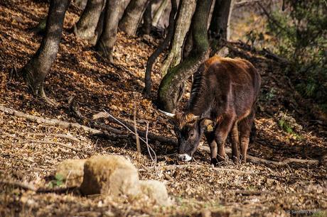 La vaca del bosque