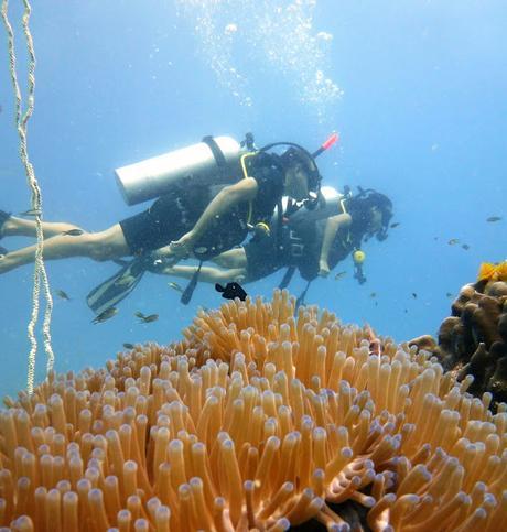 Koh Tao es Pura Vida