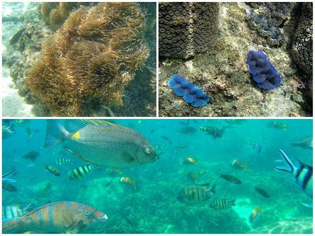 Koh Tao es Pura Vida