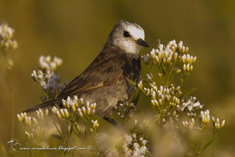 Lavandera (White-headed marsh-Tyrant) Arundinicola leucocephala