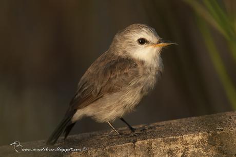 Lavandera (White-headed marsh-Tyrant) Arundinicola leucocephala