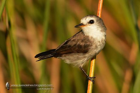Lavandera (White-headed marsh-Tyrant) Arundinicola leucocephala