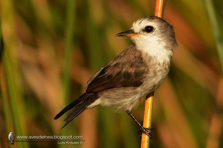 Lavandera (White-headed marsh-Tyrant) Arundinicola leucocephala
