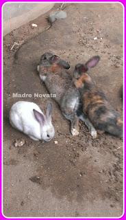 Zoológico De Barranquilla