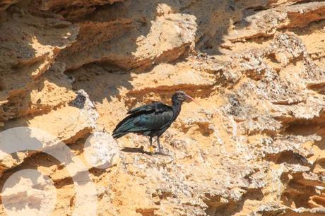 parque natural la breña marismas de barbate 16