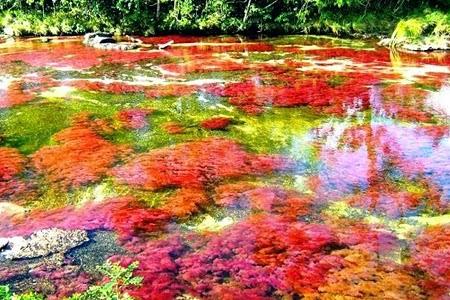 Caño Cristales