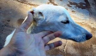 RESCATADO DE LOS CONTENEDORES, CACHORRO DE GALGUITO HERIDO ¡¡LE HAN CORTADO LAS OREJAS CON TIJERAS!!