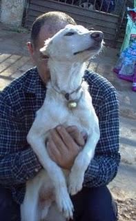 RESCATADO DE LOS CONTENEDORES, CACHORRO DE GALGUITO HERIDO ¡¡LE HAN CORTADO LAS OREJAS CON TIJERAS!!