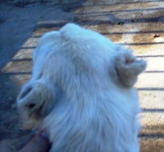 RESCATADO DE LOS CONTENEDORES, CACHORRO DE GALGUITO HERIDO ¡¡LE HAN CORTADO LAS OREJAS CON TIJERAS!!