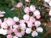 Cosmética honeymark, poder miel manuka.