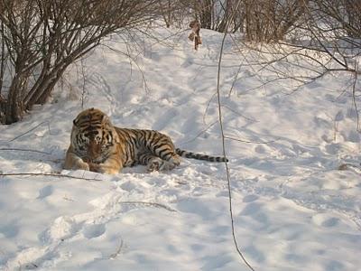 El lugar donde se puede alimentar tigres con animales vivos