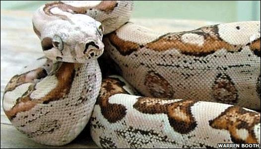 Y concibió por obra del Boa-Espíritu Santo