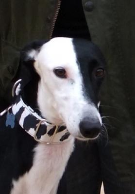 GALGO PERDIDO, Careto, en Barcelona (ENCONTRADO)