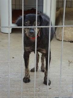 Pupitas caso especial de perrita con leishmania muchos meses en el refugio.