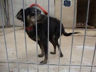 Pupitas caso especial de perrita con leishmania muchos meses en el refugio.