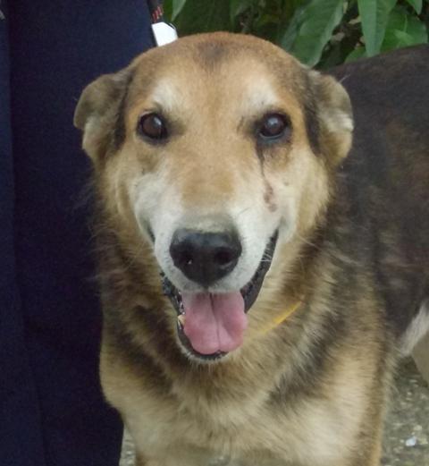 Nonno, un abuelito que acabó en la calle cuando su amo murió