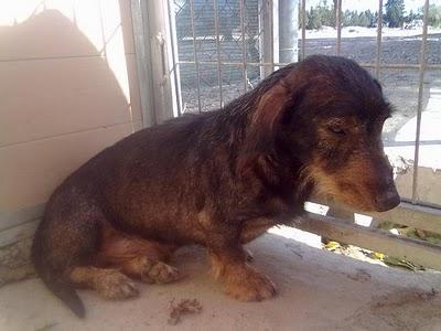 TECKEL macho 7 años - Zaragoza