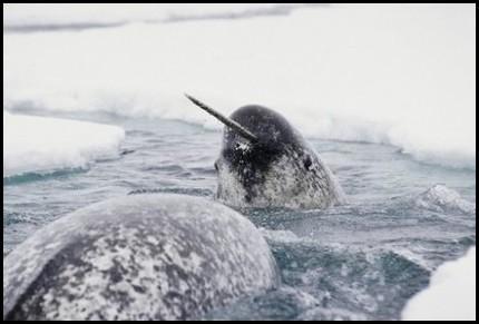 Iso diaria de Ubuntu 11.04 disponible para descarga. natty narwhal