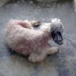 DOLO, pequeñín sin pelo y en la perrera.(Sevilla)