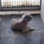 DOLO, pequeñín sin pelo y en la perrera.(Sevilla)