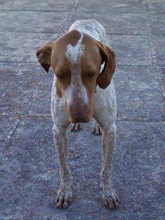 Sugus, no pide tanto .. sólo un rinconcito en tu corazón