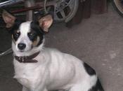 Historias adoptados. Nayro