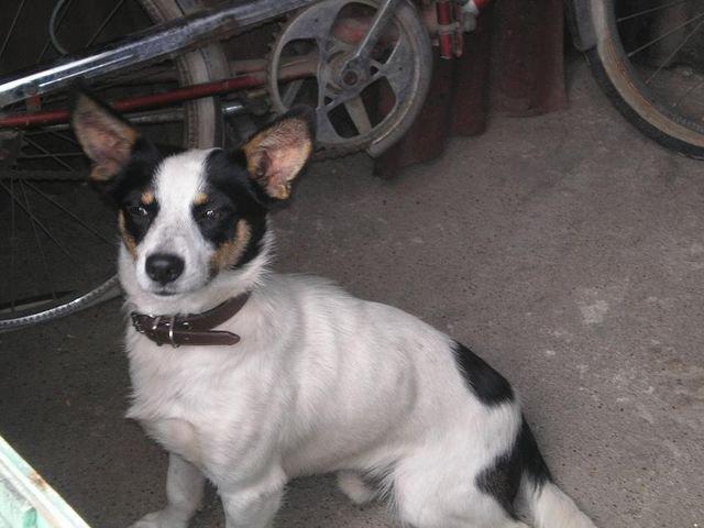 Historias de adoptados. Nayro