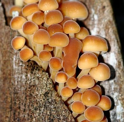 El Departamento de Medio Ambiente y varios expertos se encuentran elaborando un borrador de hongos que necesitan protección.