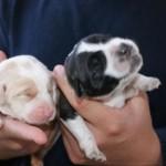 Tres cachorros de una camada sobreviven tras ser lanzados desde un puente en una bolsa de basura