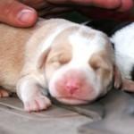 Tres cachorros de una camada sobreviven tras ser lanzados desde un puente en una bolsa de basura