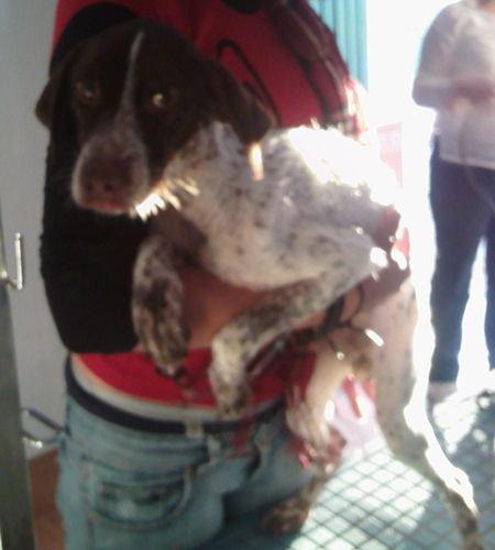 Acogida urgente en Sevilla por favor, parte el alma verla