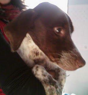 Acogida urgente en Sevilla por favor, parte el alma verla