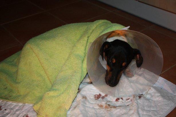 Gordi ya ha sido operado