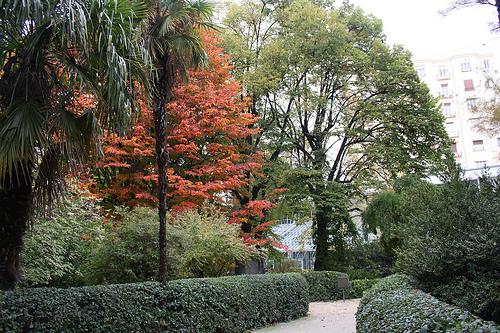 Parrotia persica protagonista