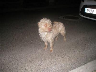 Perrito albino abandonado en Toledo.