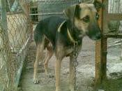 Perra atada comida agua, barrio marginal urge acogida (SEVILLA)