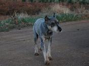 Está calle, schnauzer mediano viejito ciego campo. (Badajoz)
