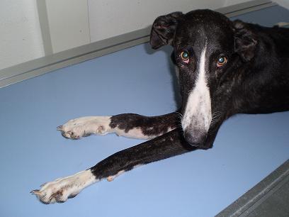 Alba, esos ojos dicen todo :(