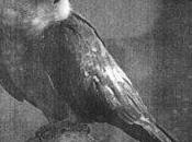 Monopoly Child Star Searchers: Live Belgium 2010