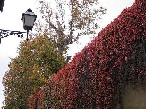 Muros de otoño