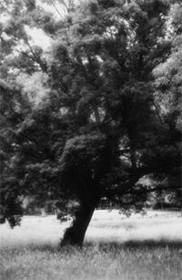 Hermosas criaturas - Destacados - Estudio a la ocurrencia