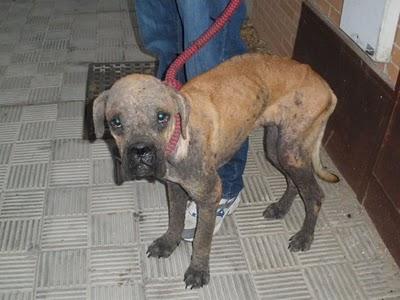 Boxer en estado lamentable. (Arca de Noe Sevilla)