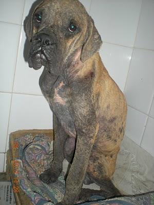 Boxer en estado lamentable. (Arca de Noe Sevilla)